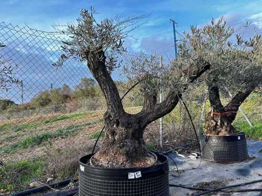 Centuries-old olive tree in basket