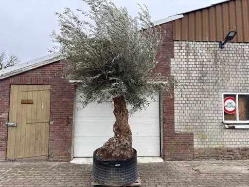 Olivenbaumbonsai XL – Olea Europaea – ca. 100 Jahre alt – Höhe ca. 290 cm