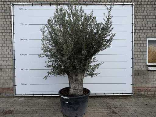 Tronco vecchio d'ulivo - Olea Europaea - circa 75 anni - altezza circa 260 cm