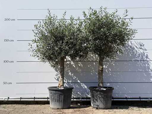 2x Olive tree spherical - Olea Europaea - approx. 25 years old - height approx. 200 cm
