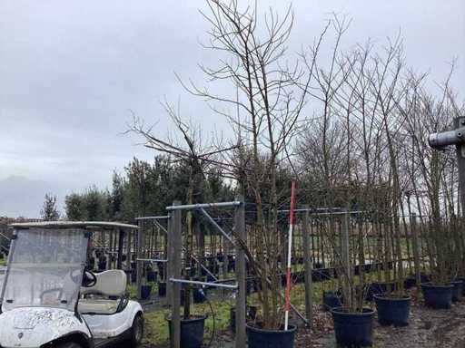 Falsche Akazien – Formschnittbäume (2x)