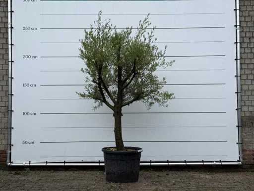 Măslinul Piel Joven - Olea Europaea - aproximativ 40 de ani - înălțime aprox. 250 cm