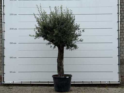 Bonsai d'ulivo - Olea Europaea - circa 40 anni - altezza circa 250 cm
