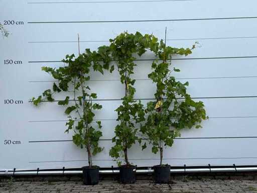 3 plantes de vigne - Vitis vinifera - hauteur environ 180 cm