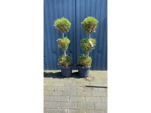 3 Bol Vaste plant (2x)