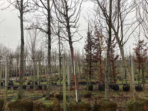 Zierkirsche – Zierbaum