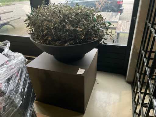 Plantă artistică, măsline cu ghiveci pe cubul de prezentare