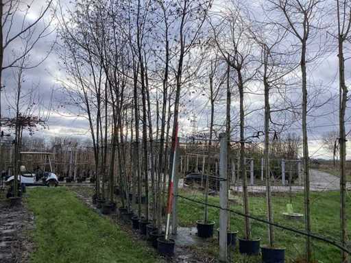 Olcha – drzewa topiary (4x)