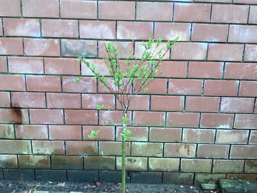 10 Salix strain