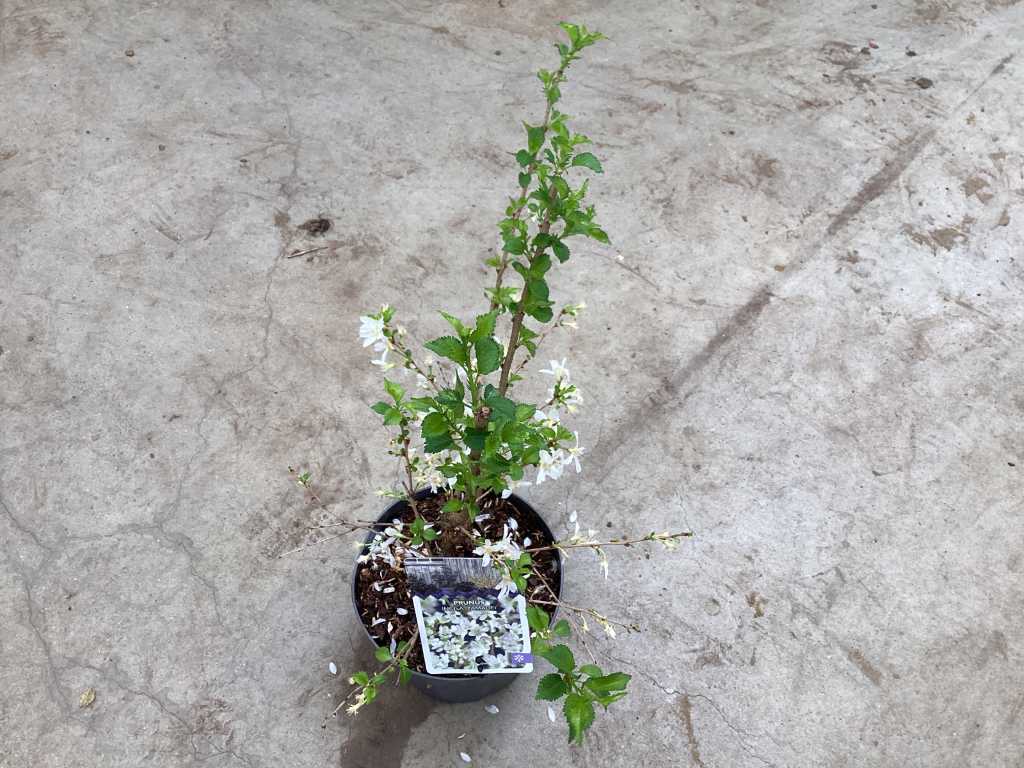 10 Prunus incisa yamadei