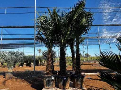 Tracycarpus Palme (6x)