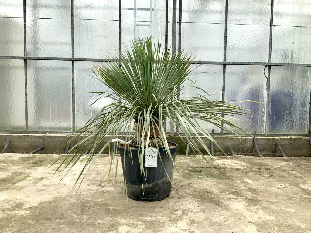 palmier (Yucca rostrata)