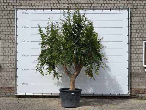 Pomegranate tree - Punica Granatum - height approx. 270 cm