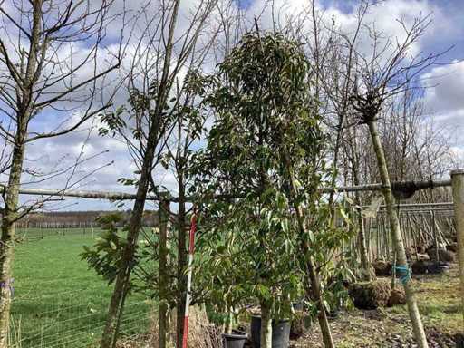 Portuguese Laurel - Avenue Tree