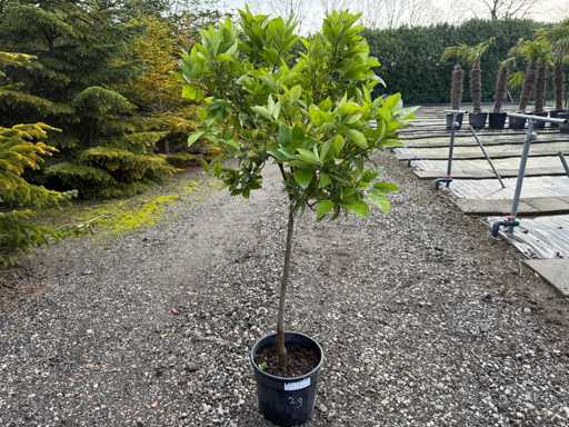 Citrus Sinensis - Orange Tree 160cm