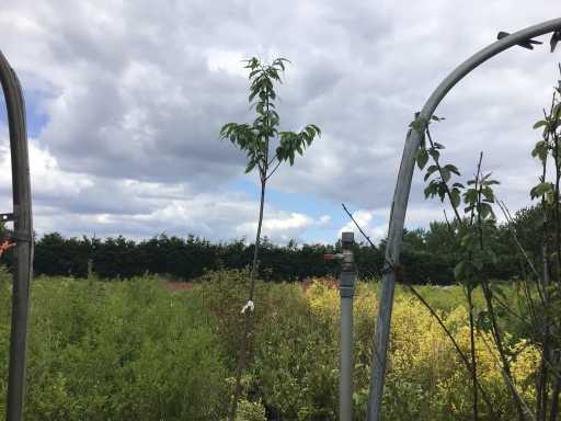 Sierboom - Tamme Kastanje (x1)