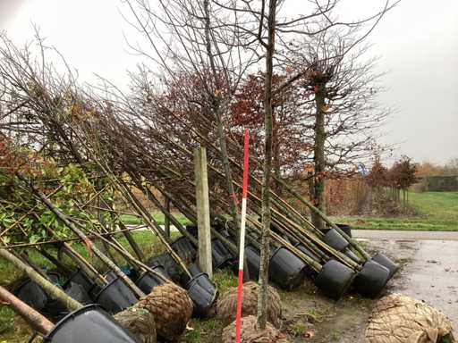 Perskie ?elazne drewno – drzewo ozdobne