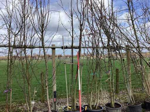Ciliegio giapponese - Alberi a steli multipli