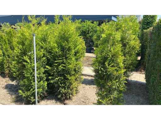 Haie de conifères Thuja Brabant 180-200 cm (10x)