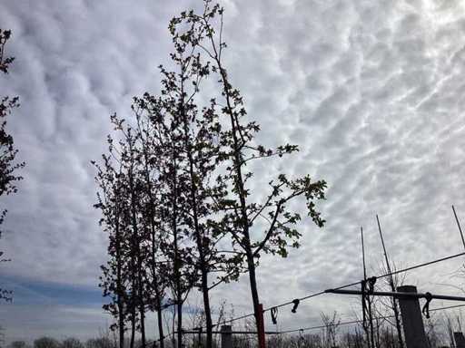 Mela selvattica - Albero a forma