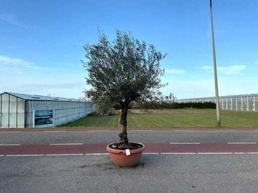 Olivenbaum (Olea Europaea Lessini)