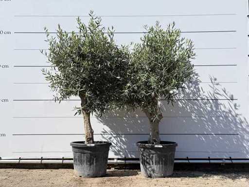 2x Olijfboom Bolvorm - Olea Europaea - ca. 25 jaar oud - hoogte ca. 200 cm