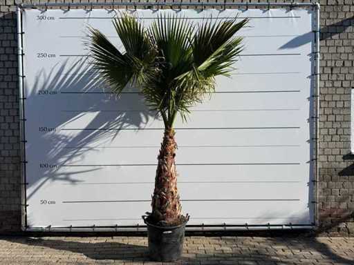 Palma a ventaglio messicana sul gambo - Washingtonia Robusta - altezza circa 290 cm