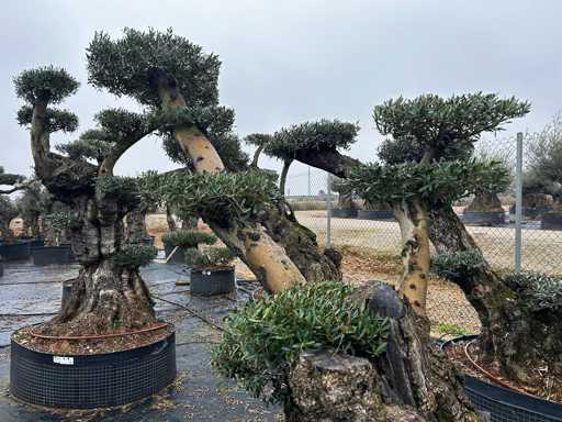 Olivenbaum – Olea Europea Pom Pom Secolare 