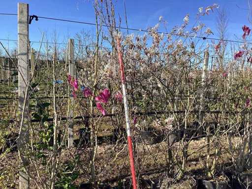 Arbore de lalea falsă - Arbore cu mai multe tulpini