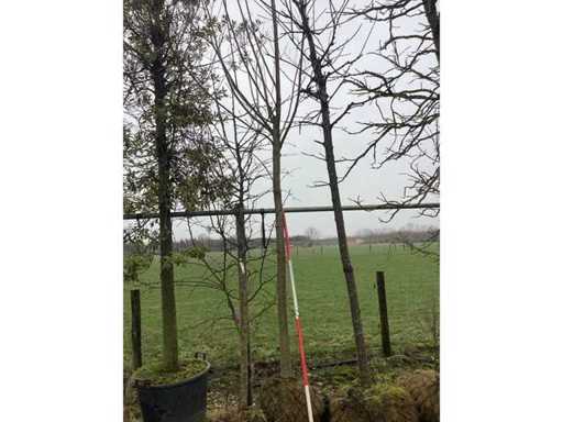 Pollard Weide – Formschnittbaum