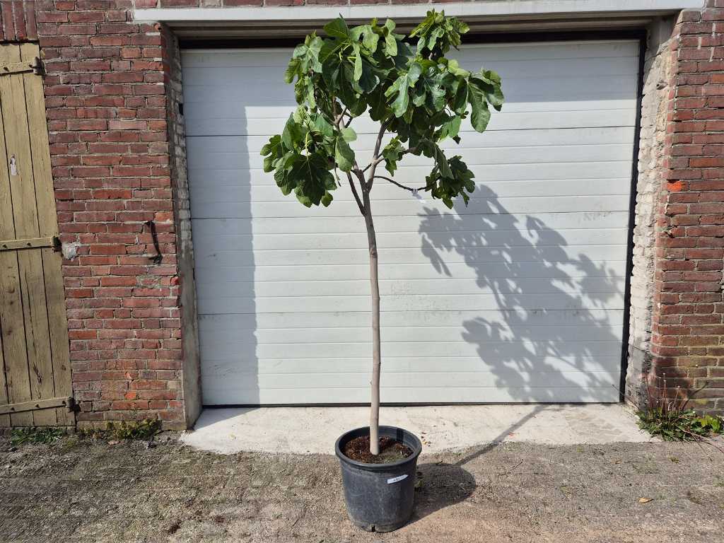 Fig tree - Ficus Carica - Fruit tree - height approx. 200 cm