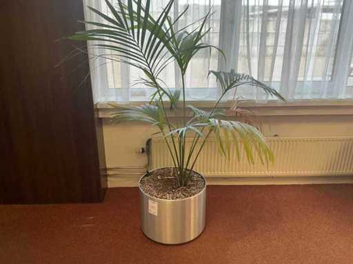 Pianta in vaso (3 volte)
