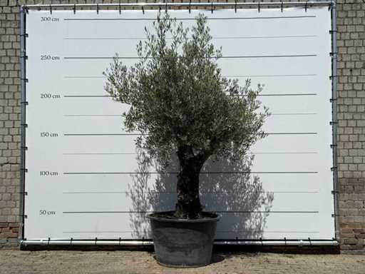 Olive tree Old Skin - Olea Europaea - approx. 75 years old - height approx. 270 cm