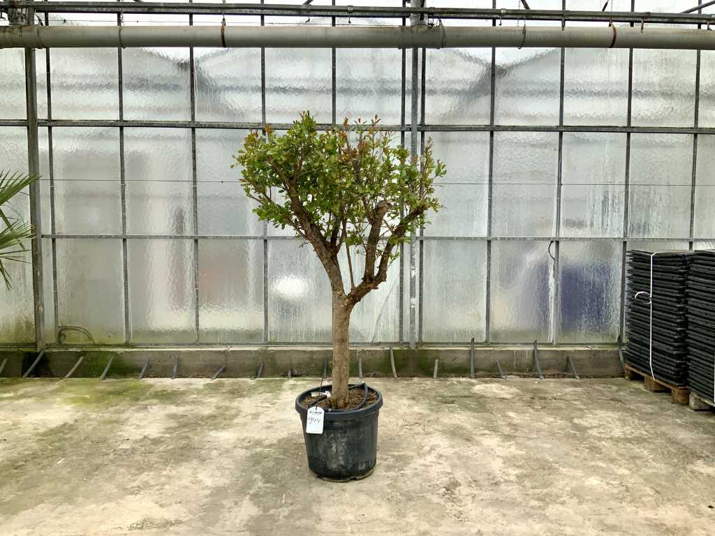 Granatapfelbaum (Punica Granatum)