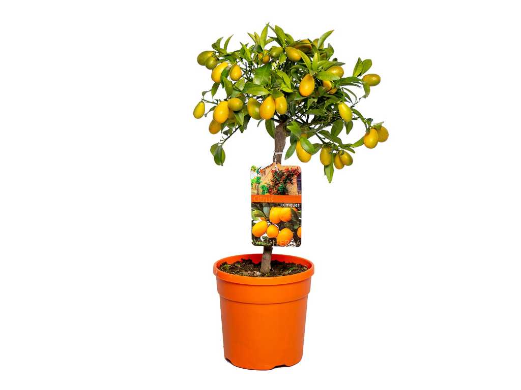 Dwergsinasappel - Vrucht- / fruitboom - Citrus Kumquat