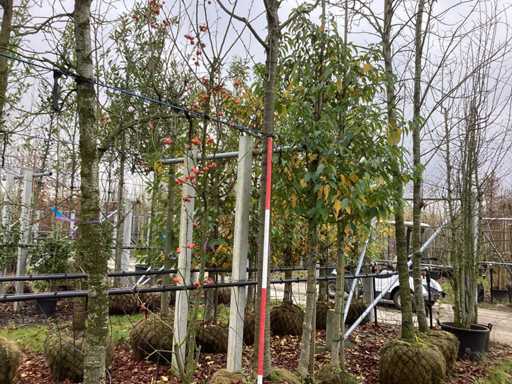 Cireș ornamental - Pom fructier / pom fructifer