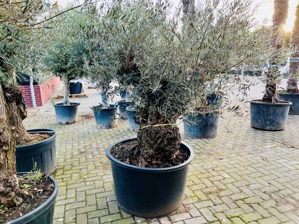 olive tree. Trunk circumference 120 - 140 cm. 