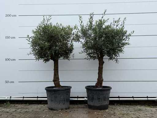 2x Sferic de măslin - Olea Europaea - aprox. 25 de ani - înălțime aprox. 180 cm