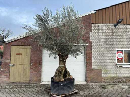 Bonsaï d’olivier XL - Olea Europaea - 200 ans - Taille environ 300 cm