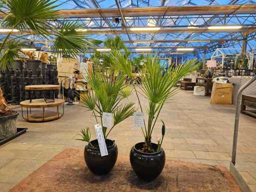 Set van 2 Chamaerops Humilis Dwergpalmen - Robuust en decoratief