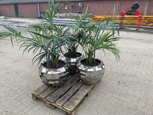 Planters Silber (3x)