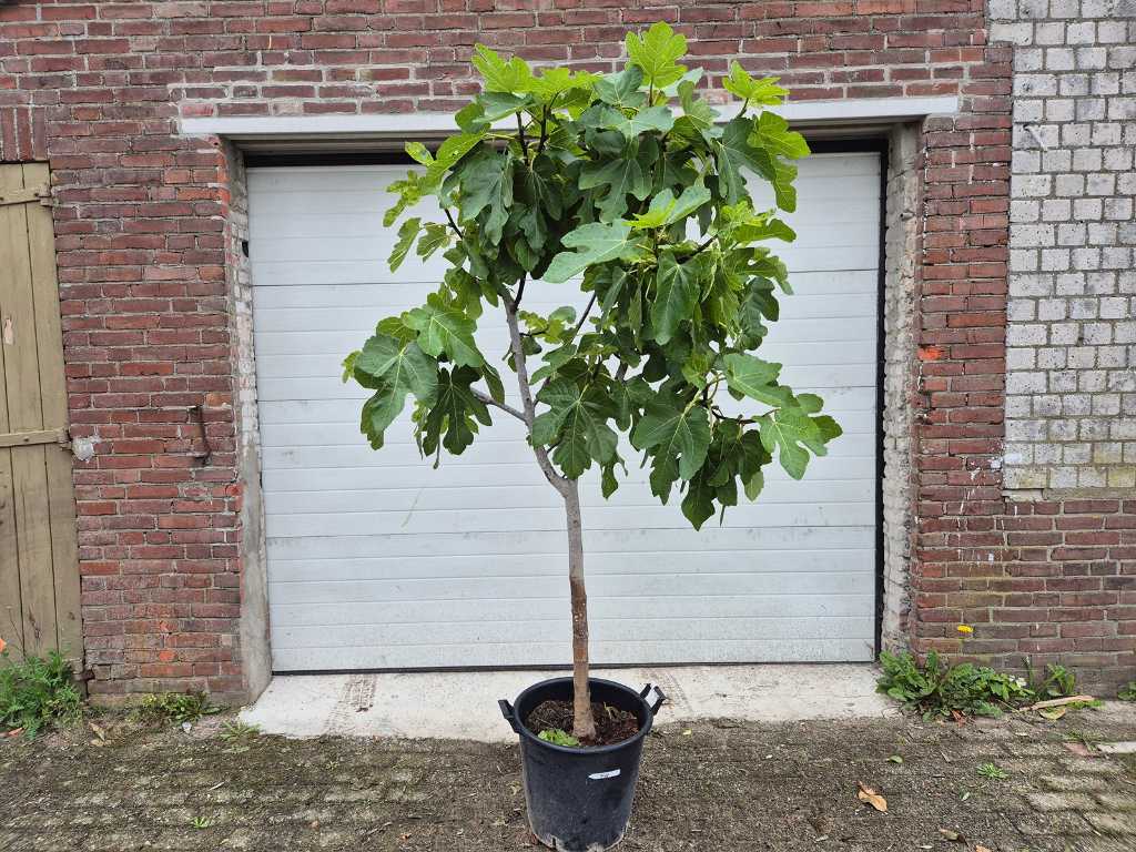 Figuier - Ficus Carica - Arbre fruitier - hauteur env. 180 cm