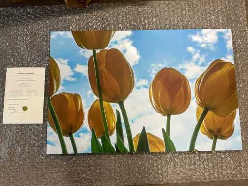 Stampa "Tulipani gialli in luce blu"