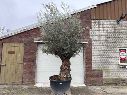 Olive tree Bonsai - Olea Europaea - 200 years old - Height approx. 330 cm
