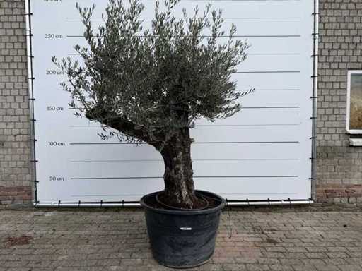 Olivenbaum alte Haut – Olea Europaea – ca. 80 Jahre alt – Höhe ca. 250 cm