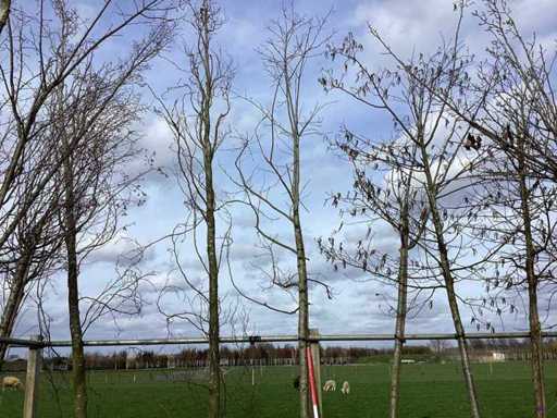 Rode Esdoorn - Vormboom