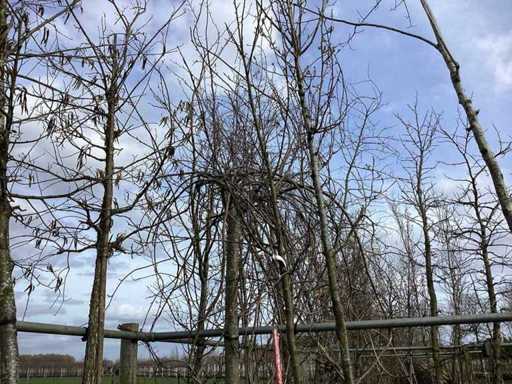 Sierappel - Vormboom