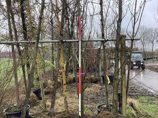 coloanar verde - Arbore topiar