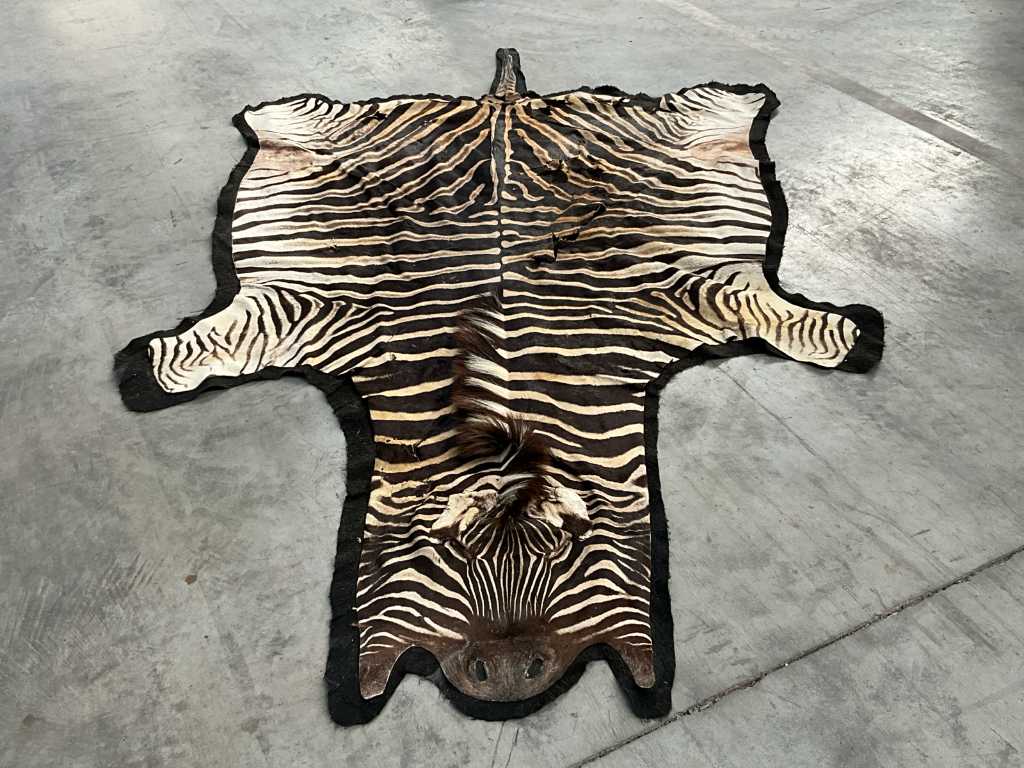 Zebra skin on felt, size approx. 310 x 190cm