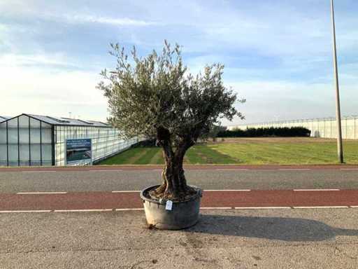 Ulivo (Olea Europaea Lessini)